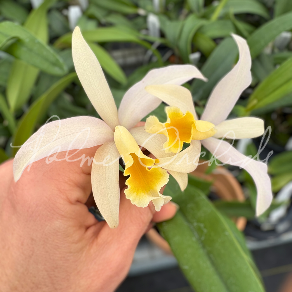 Ctt. Candy Corn — Palmer Orchids